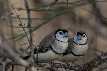 Double Barred Finch in Australia