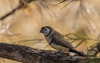 Double Barred Finch in Australia