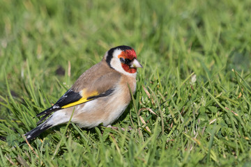 Goldfinch in New Zealand