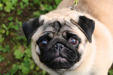 pug on a walk in nature