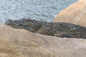 Crocodile sunbathing in jungle hideout