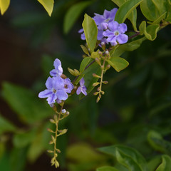 A Beautiful Purple Colored Flower