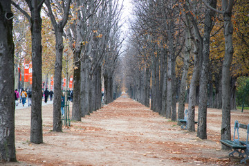 Trees walkway forest