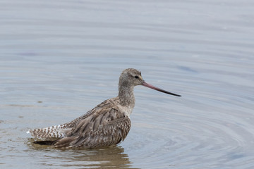 Bar Tailed Godwit in Australasia
