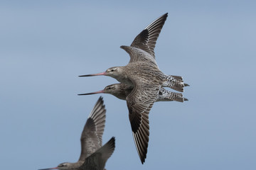 Bar Tailed Godwit in Australasia