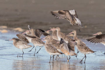 Bar Tailed Godwit in Australasia