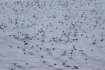 Big flock of Northern Fulmar (Fulmarus glacialis) birds in the Sea of Okhotsk, Kuril islands.
