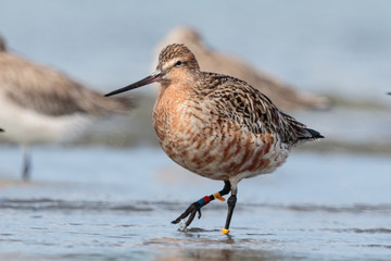Bar Tailed Godwit in Australasia