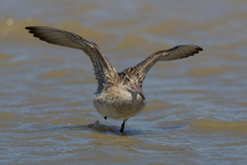 Bar Tailed Godwit in Australasia