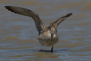 Bar Tailed Godwit in Australasia