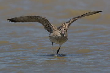 Bar Tailed Godwit in Australasia