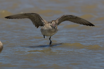 Bar Tailed Godwit in Australasia