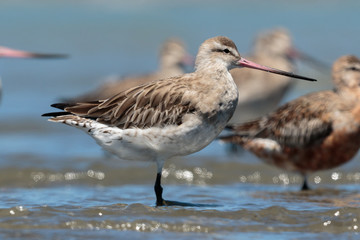 Bar Tailed Godwit in Australasia