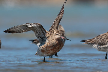 Bar Tailed Godwit in Australasia