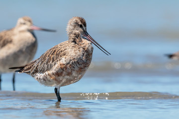 Bar Tailed Godwit in Australasia