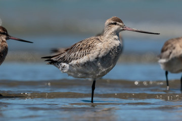 Bar Tailed Godwit in Australasia