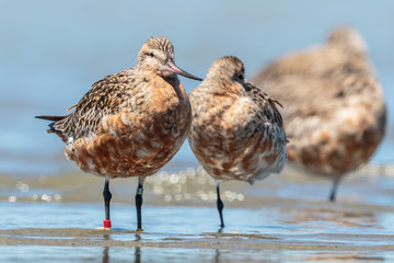 Bar Tailed Godwit in Australasia