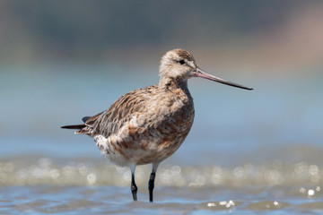 Bar Tailed Godwit in Australasia