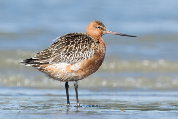 Bar Tailed Godwit in Australasia