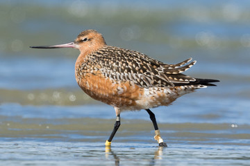 Bar Tailed Godwit in Australasia