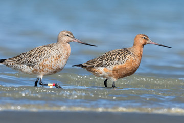 Bar Tailed Godwit in Australasia