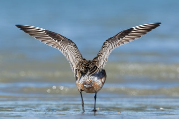 Bar Tailed Godwit in Australasia