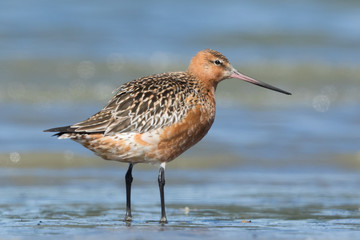 Bar Tailed Godwit in Australasia