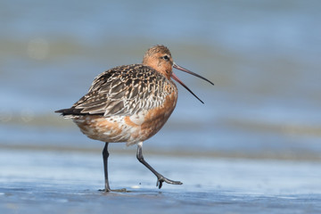 Bar Tailed Godwit in Australasia