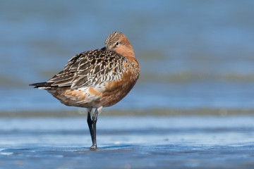 Bar Tailed Godwit in Australasia
