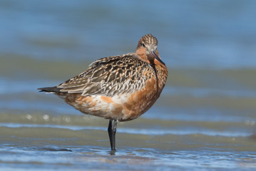 Bar Tailed Godwit in Australasia