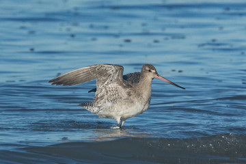 Bar Tailed Godwit in Australasia