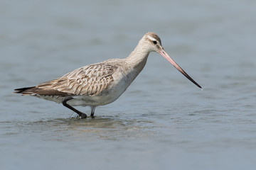 Bar Tailed Godwit in Australasia