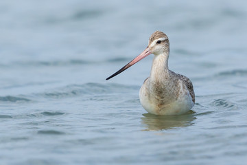 Bar Tailed Godwit in Australasia