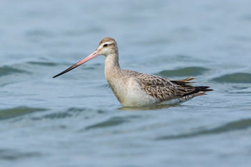Bar Tailed Godwit in Australasia
