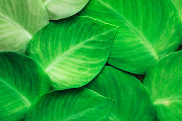 Texture of green tropical plant growing on wall. Tropical jungle pattern