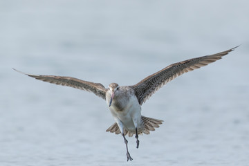 Bar Tailed Godwit in Australasia