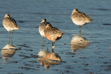 Bar Tailed Godwit in Australasia