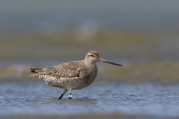 Bar Tailed Godwit in Australasia