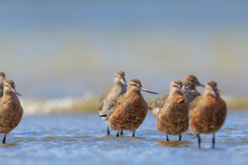 Bar Tailed Godwit in Australasia