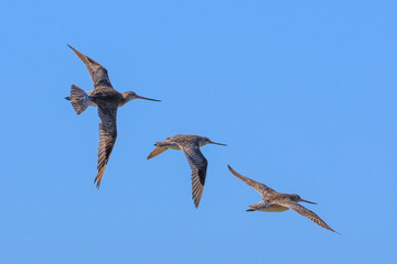 Bar Tailed Godwit in Australasia