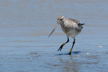 Obraz premium Bar Tailed Godwit in Australasia