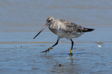Bar Tailed Godwit in Australasia