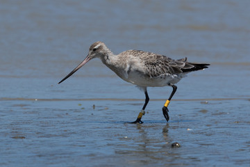 Bar Tailed Godwit in Australasia