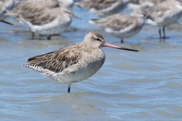 Bar Tailed Godwit in Australasia