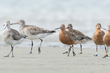 Bar Tailed Godwit in Australasia