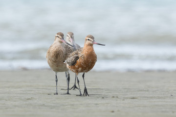 Bar Tailed Godwit in Australasia