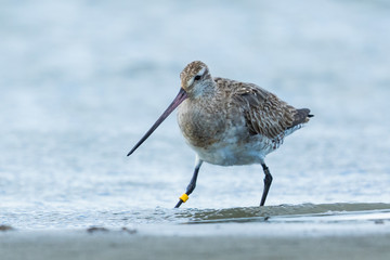Bar Tailed Godwit in Australasia