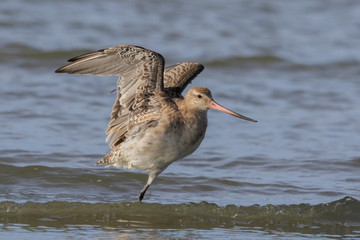 Bar Tailed Godwit in Australasia