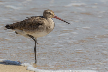 Black Tailed Godwit in Australia