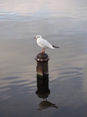 seagull 